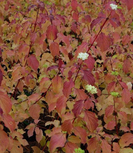 Cornus sanguinea 'Winter Beauty'